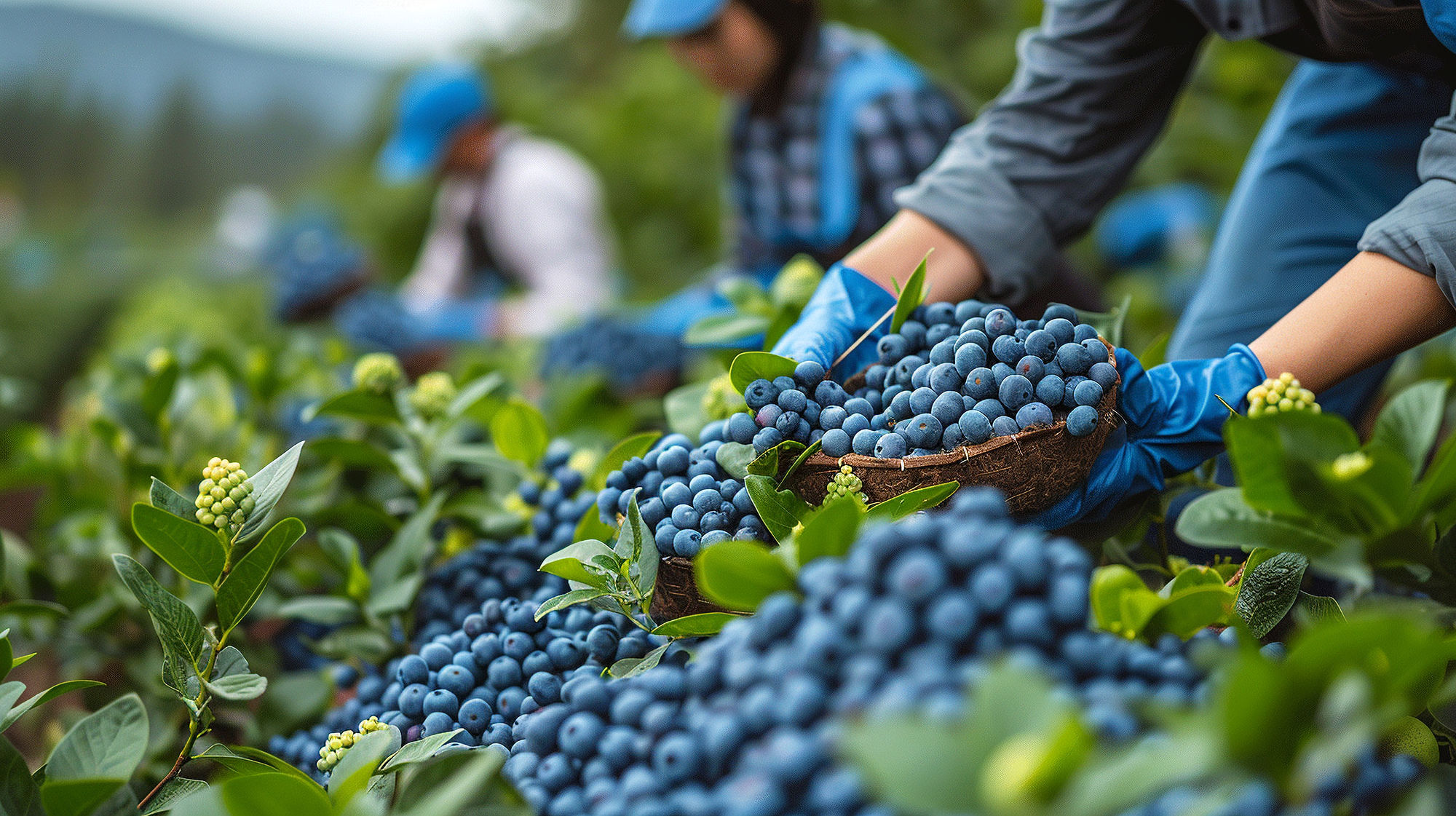 Orchard harvest